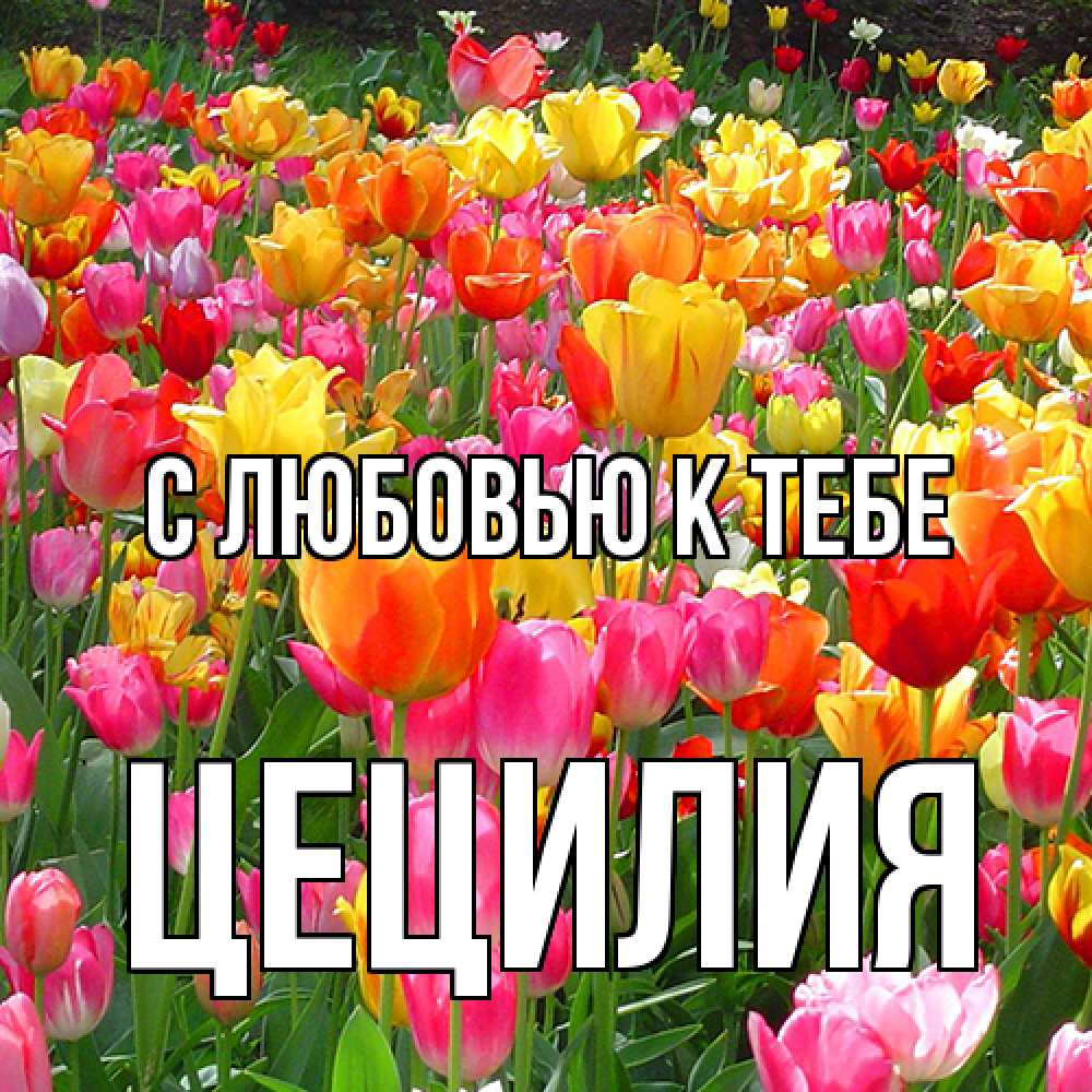 Открытка  с именем. Цецилия, С любовью к тебе  