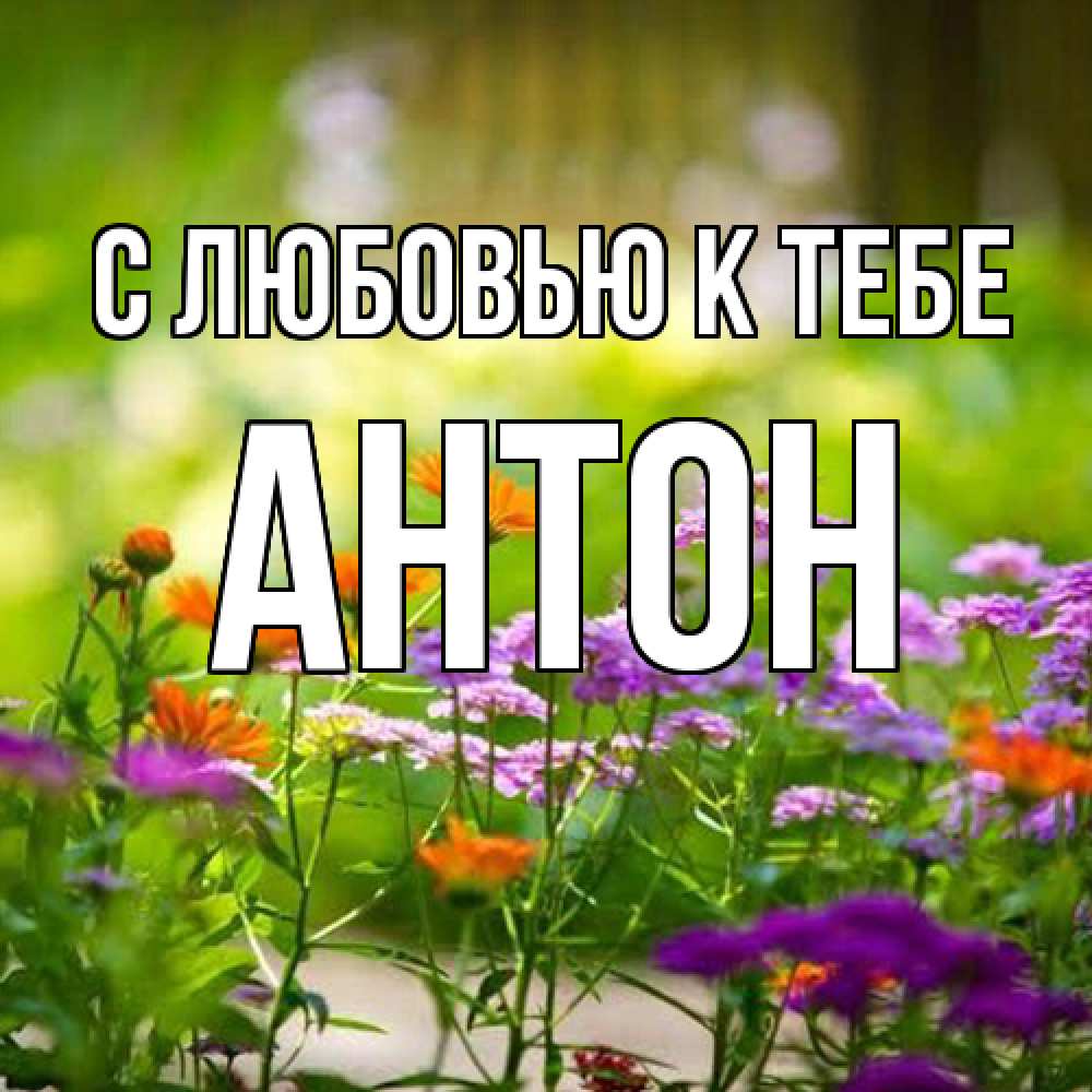 Открытка  с именем. Антон, С любовью к тебе  