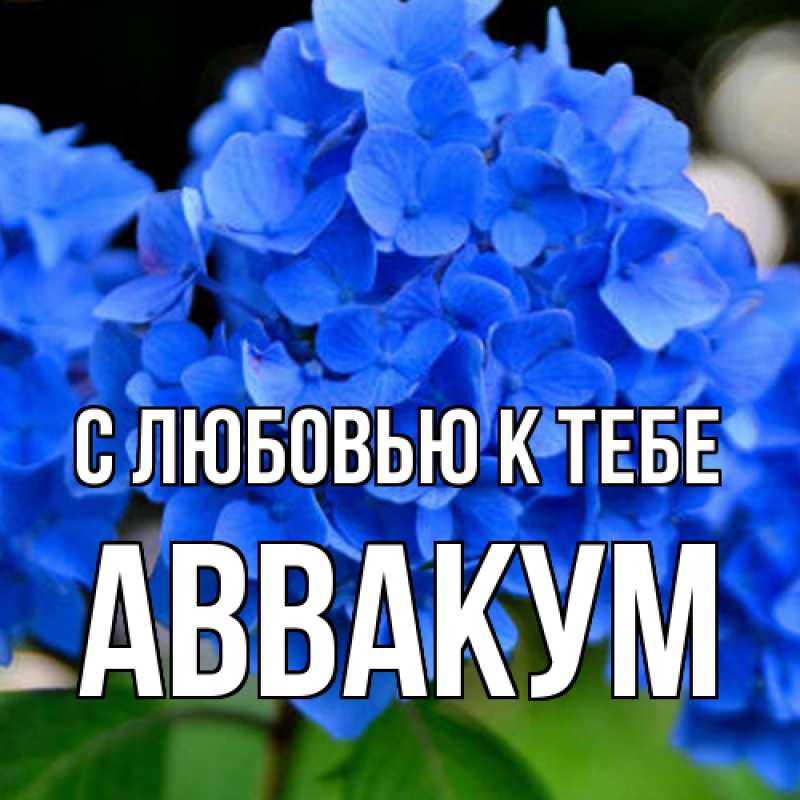 Картинка С любовью к тебе, Аввакум