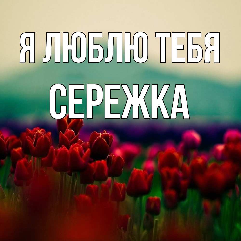 Открытка  с именем. Сережка, Я люблю тебя  