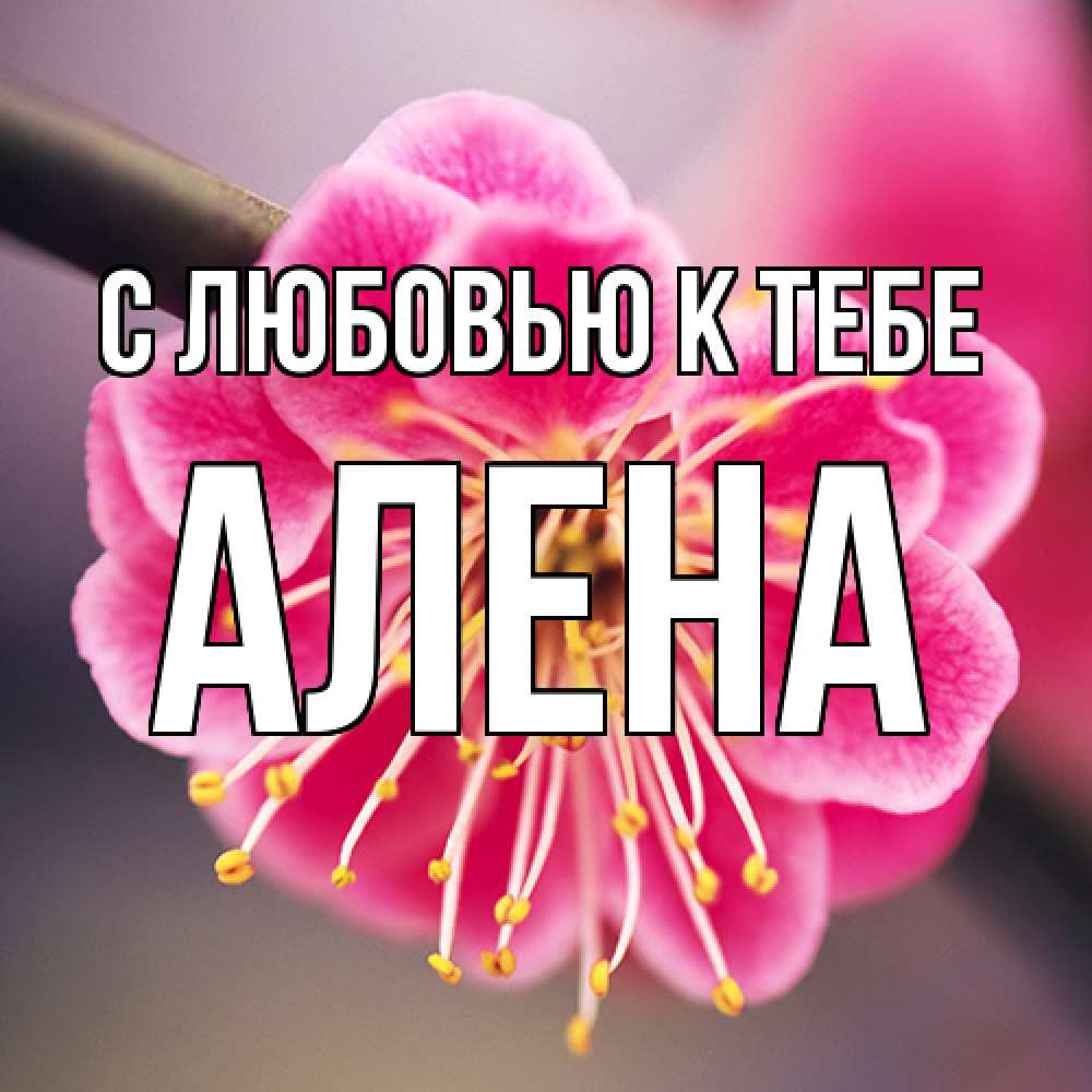 Открытка  с именем. Алена, С любовью к тебе  
