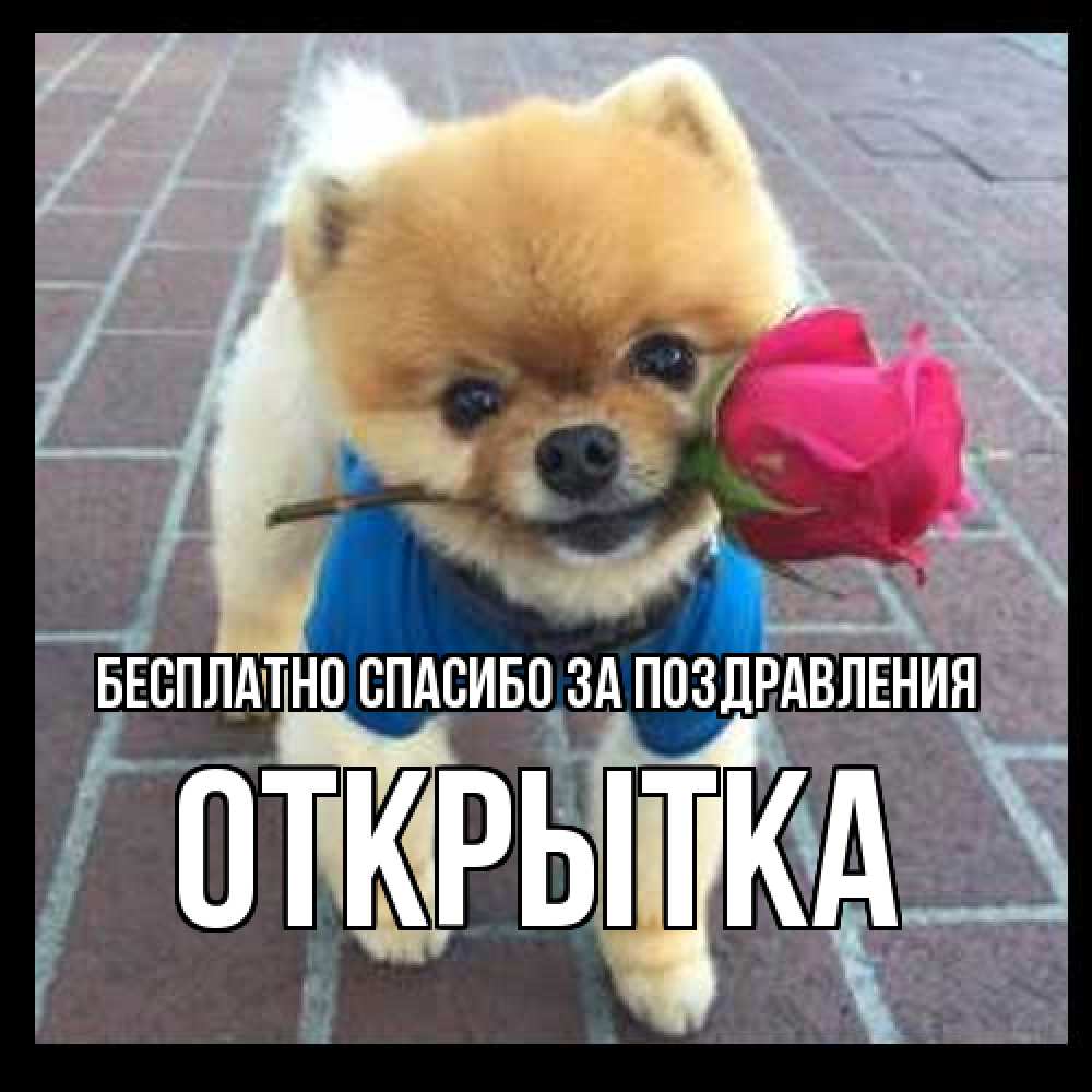 Открытка  с именем. открытка, Спасибо за поздравления  
