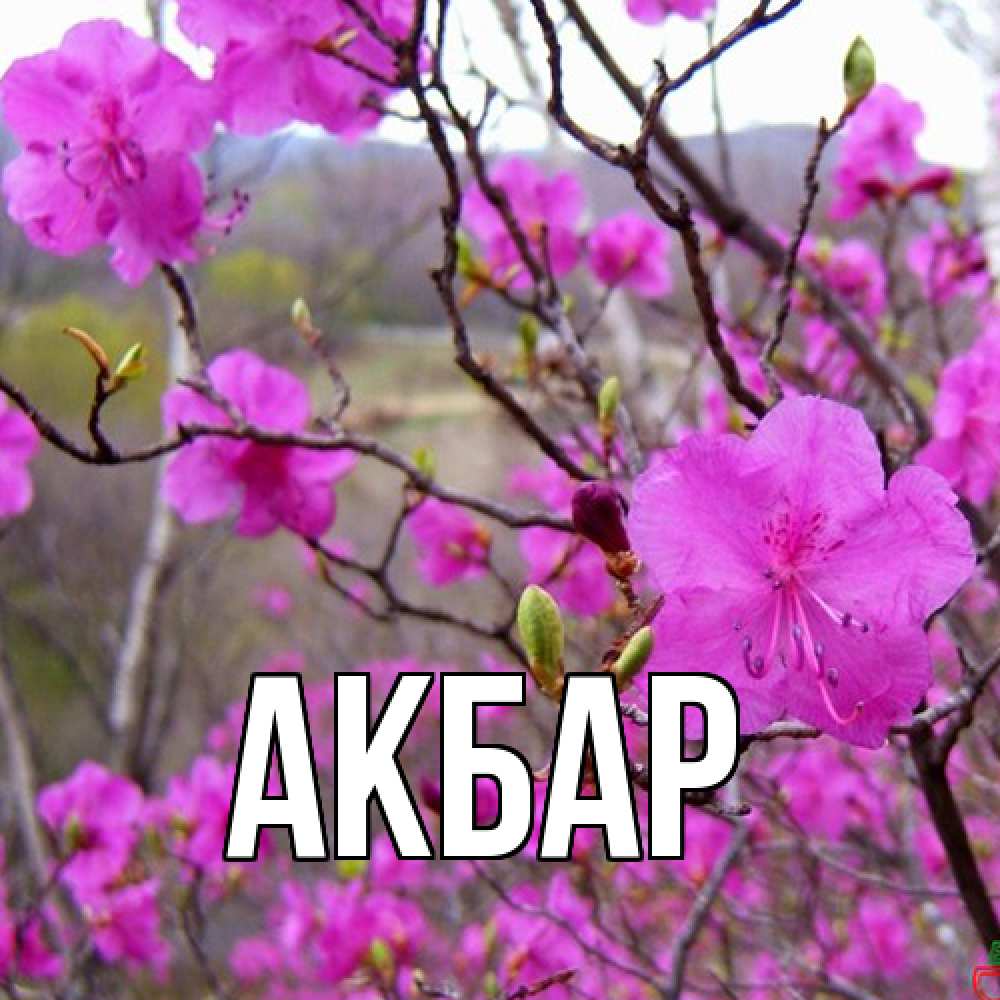 Открытка  с именем. Акбар, Главная  