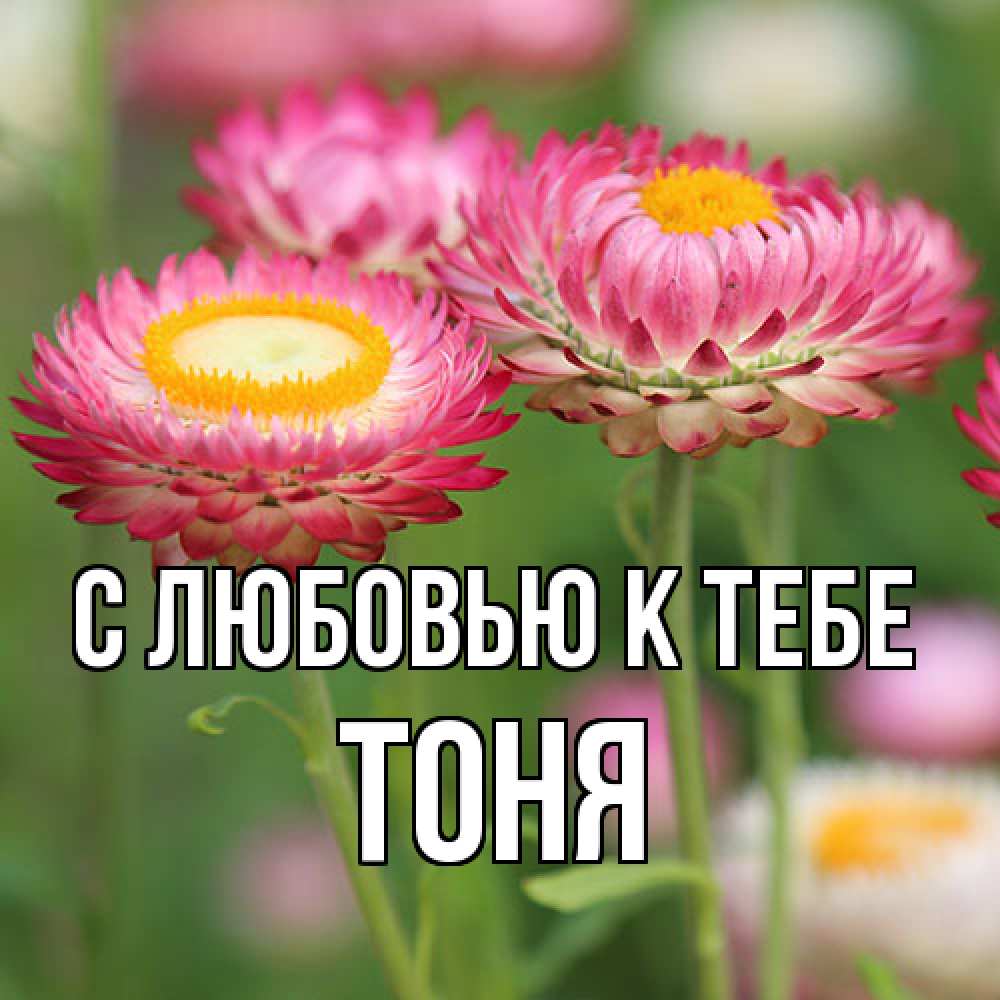 Открытка  с именем. Тоня, С любовью к тебе  