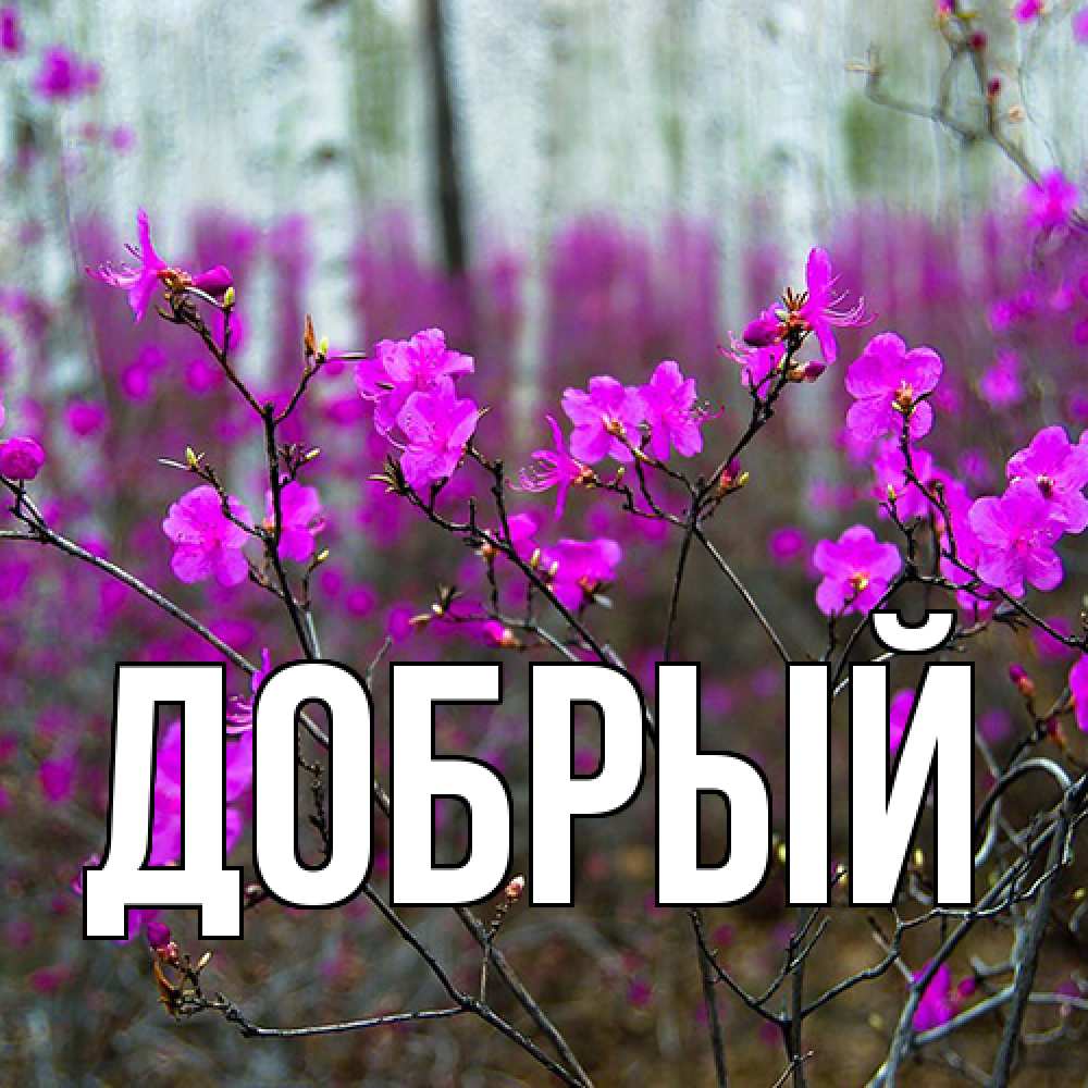 Открытка  с именем. Добрый, Главная  