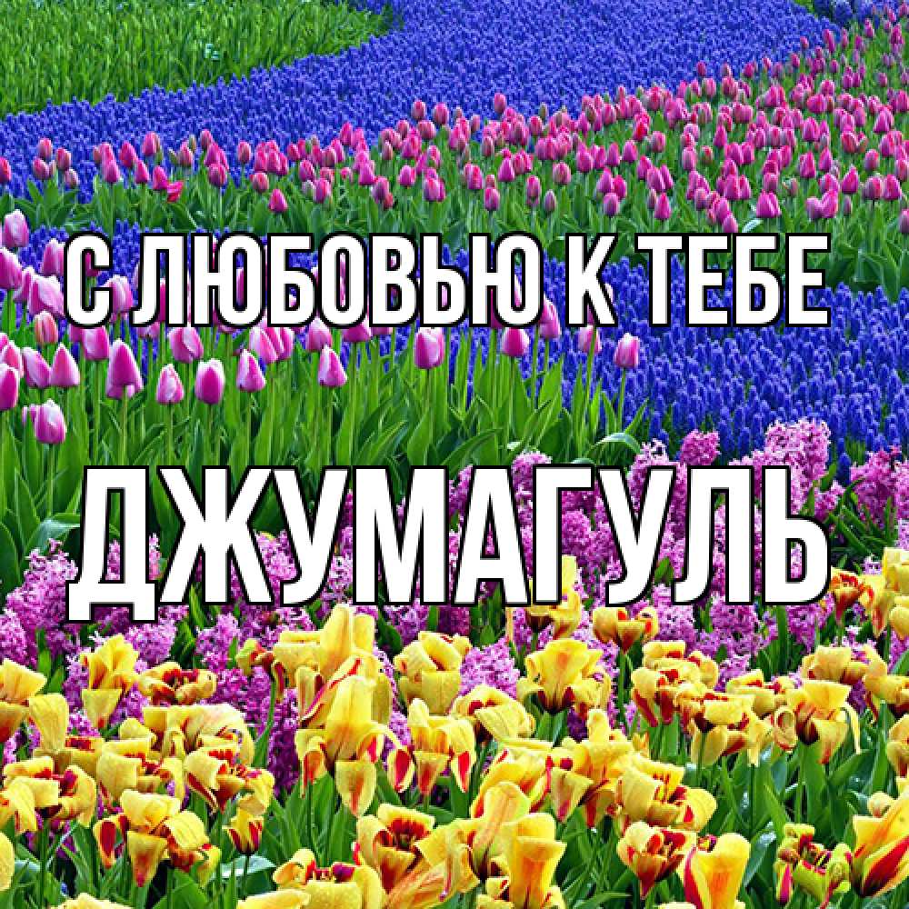 Открытка  с именем. Джумагуль, С любовью к тебе  