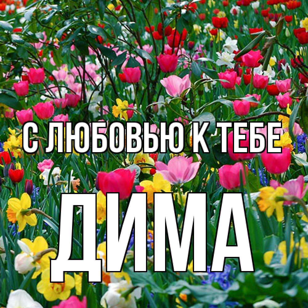 Открытка  с именем. Дима, С любовью к тебе  