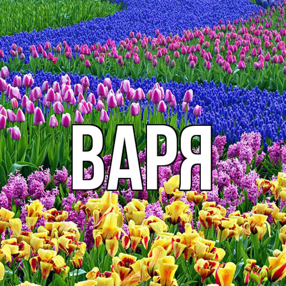 Открытка  с именем. варя, Главная  