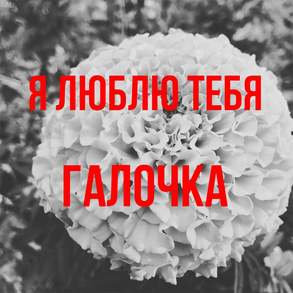 Открытка  с именем. Галочка, Я люблю тебя  