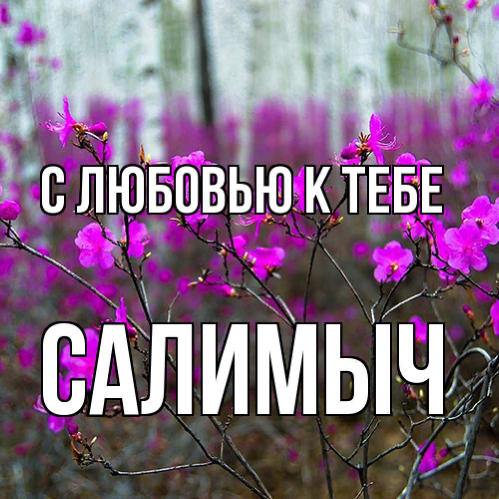 Открытка  с именем. Салимыч, С любовью к тебе  