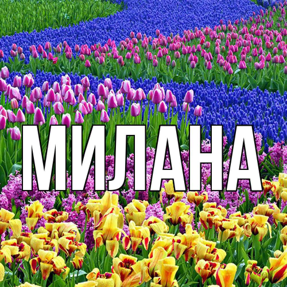 Открытка  с именем. Милана, Главная  