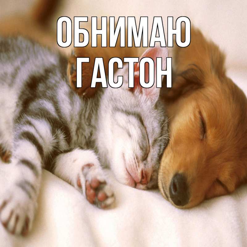 Картинка Обнимаю, Гастон