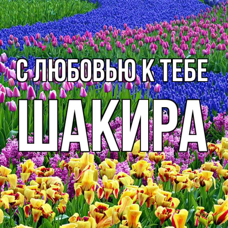 Картинка С любовью к тебе, Шакира