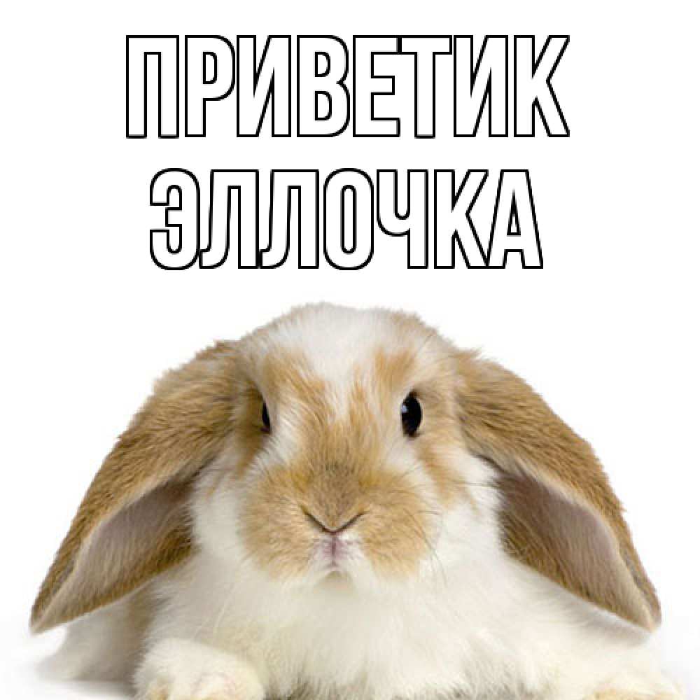 Открытка  с именем. Эллочка, приветик  