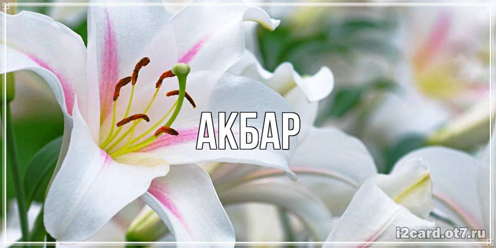 Открытка  с именем. Акбар, Главная  