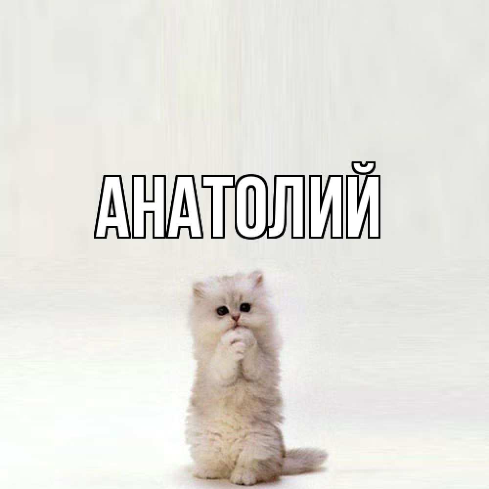 Открытка  с именем. Анатолий, Главная  