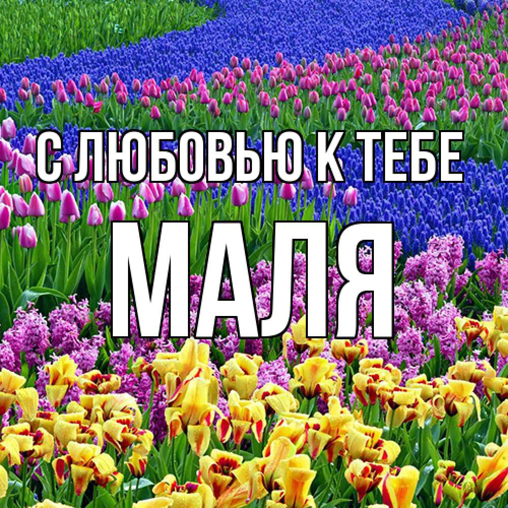 Открытка  с именем. Маля, С любовью к тебе  