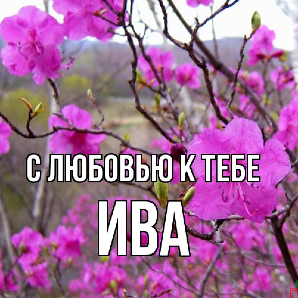 Открытка  с именем. Ива, С любовью к тебе  