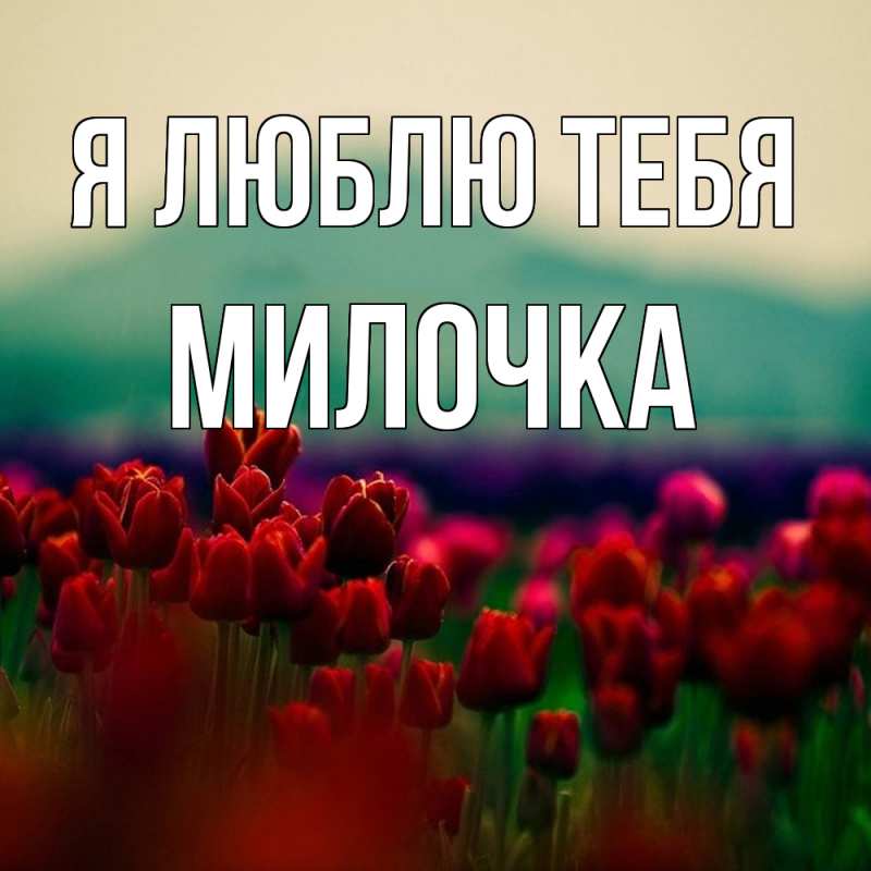 Картинка Я люблю тебя, Милочка