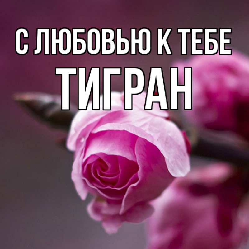 Картинка С любовью к тебе, Тигран