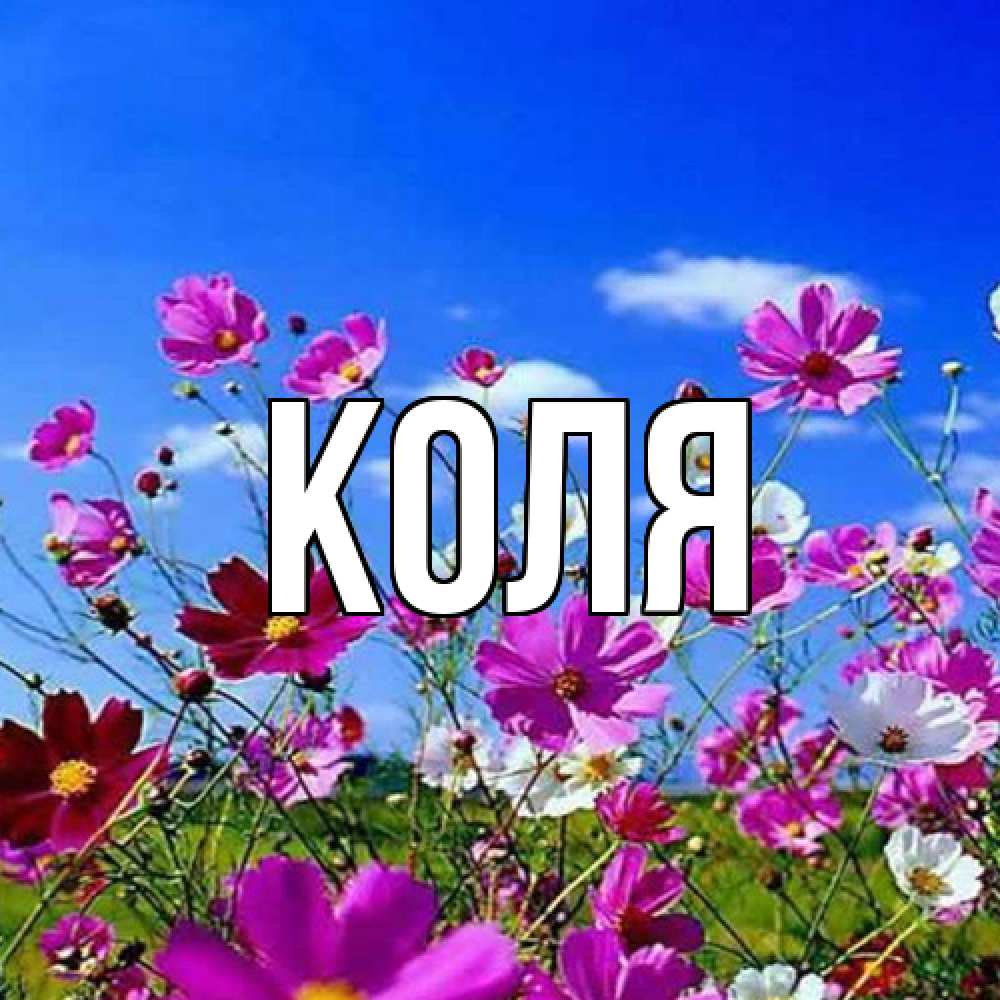 Открытка  с именем. коля, Главная  
