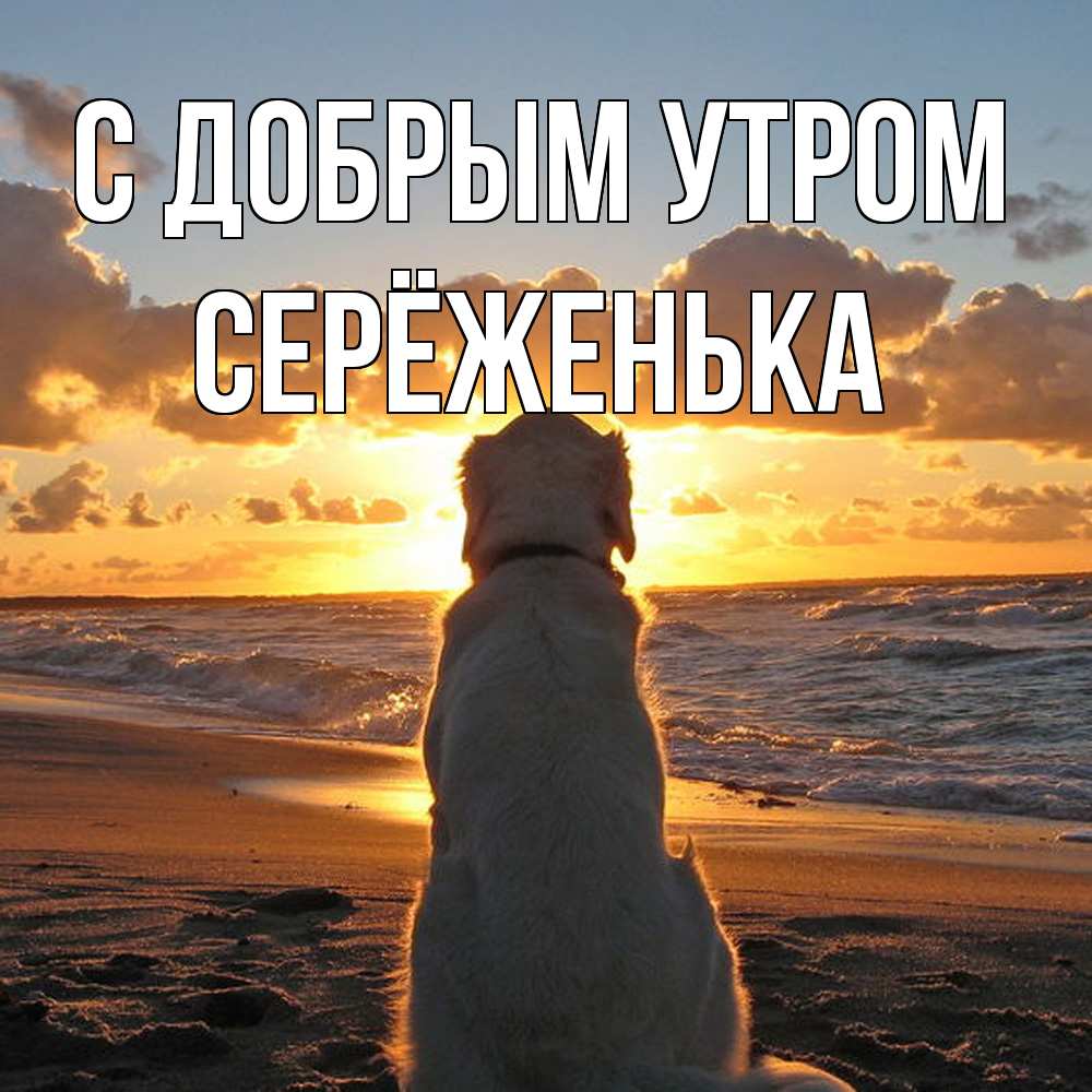 Открытка  с именем. Серёженька, С добрым утром  