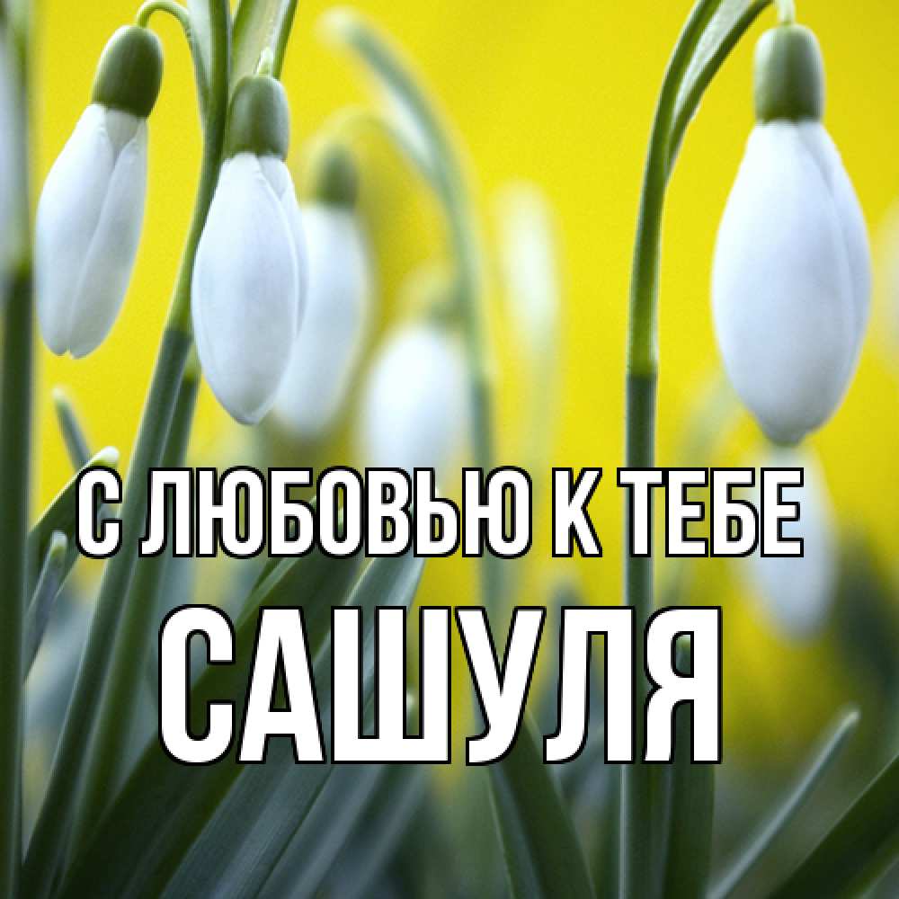 Открытка  с именем. Сашуля, С любовью к тебе  