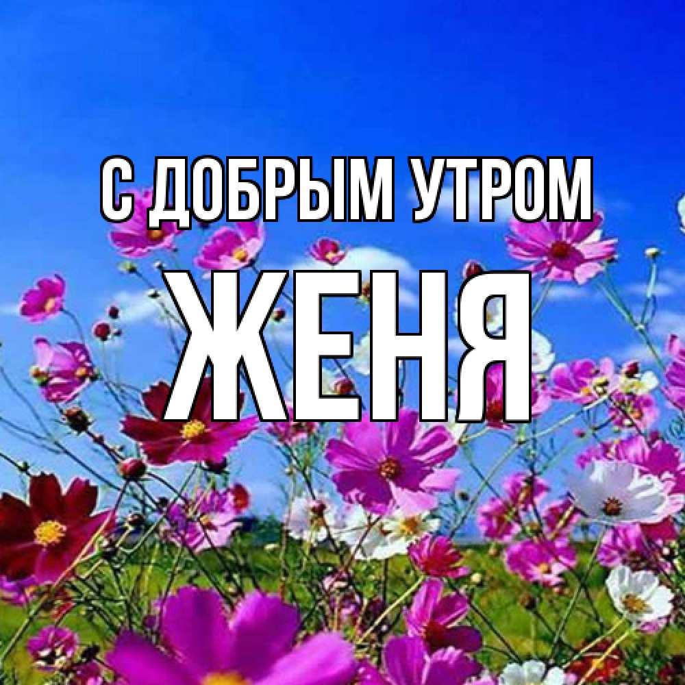 Открытка  с именем. Женя, С добрым утром  