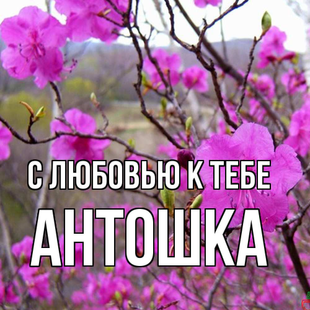 Открытка  с именем. Антошка, С любовью к тебе  