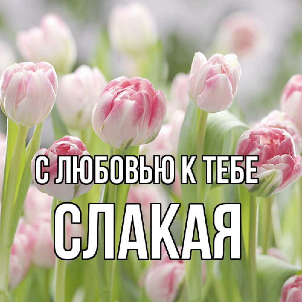 Открытка  с именем. Слакая, С любовью к тебе  