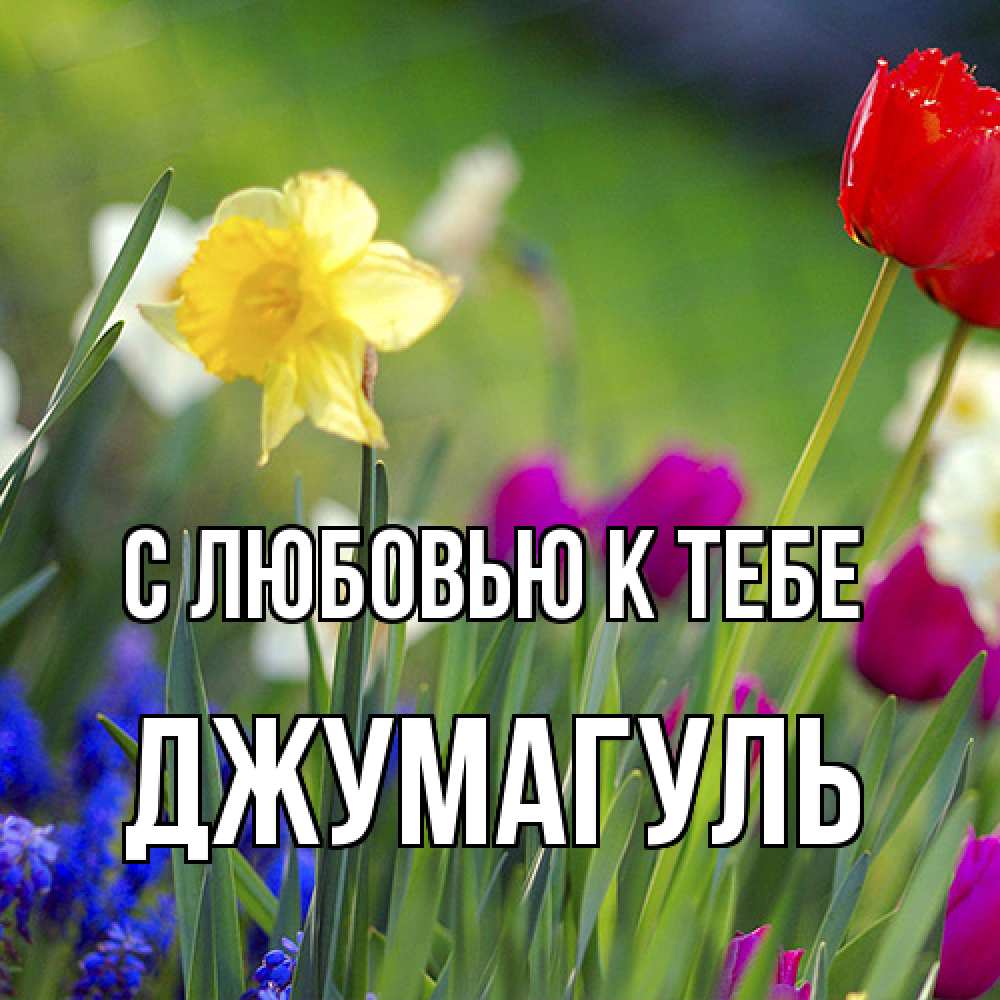 Открытка  с именем. Джумагуль, С любовью к тебе  