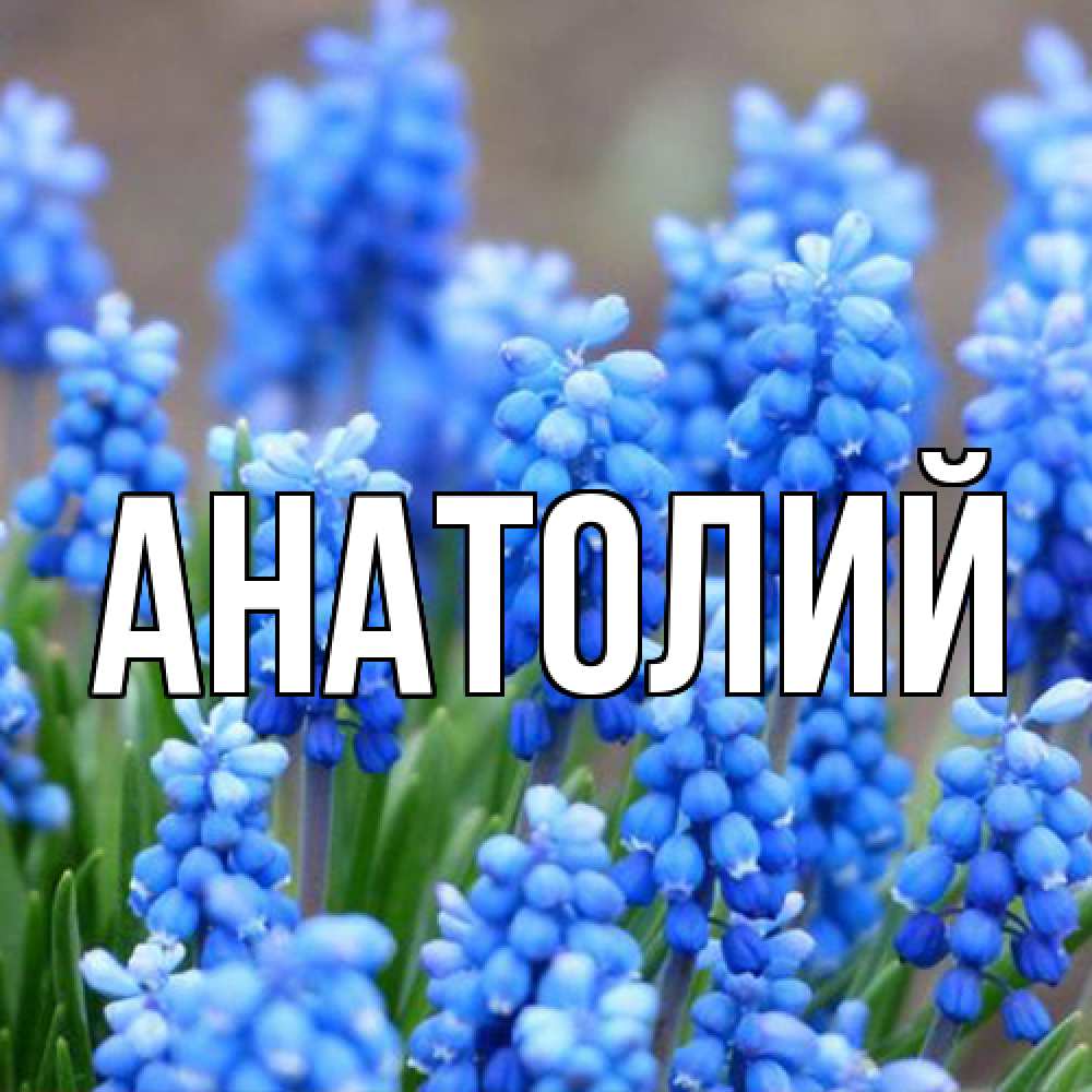 Открытка  с именем. Анатолий, Главная  