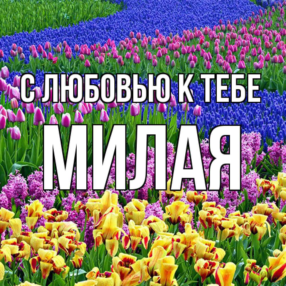 Открытка  с именем. МИЛАЯ, С любовью к тебе  