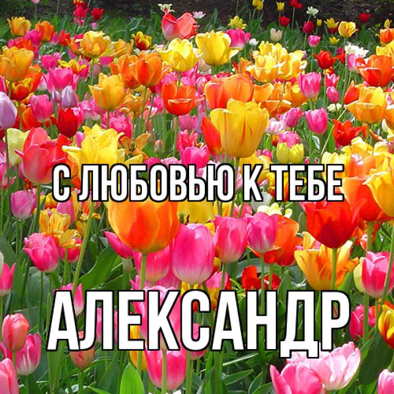 Картинка С любовью к тебе, Александр