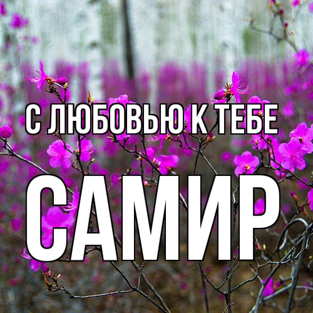 Открытка  с именем. Самир, С любовью к тебе  