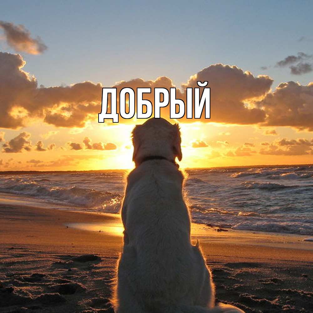 Открытка  с именем. Добрый, Главная  