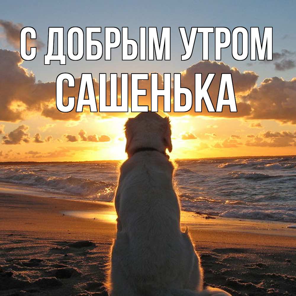 Открытка  с именем. САШЕНЬКА, С добрым утром  