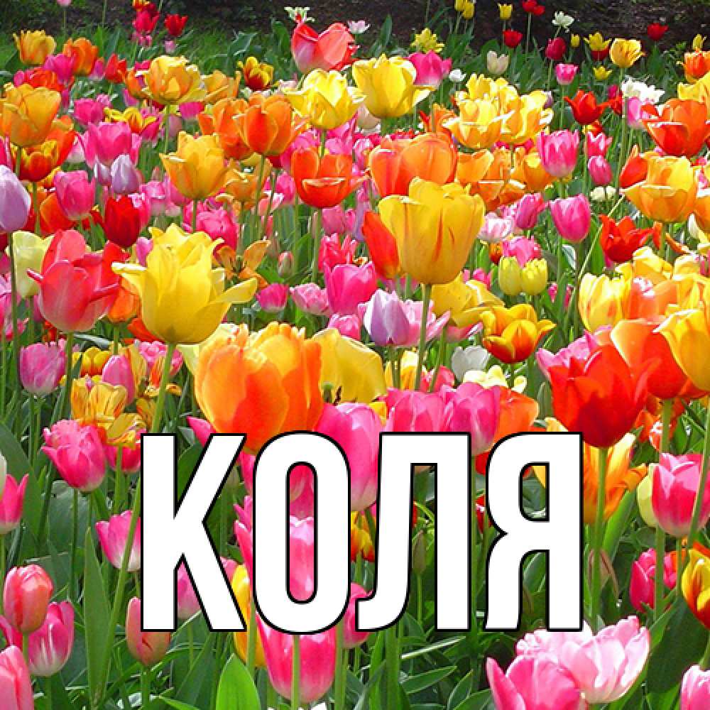 Открытка  с именем. коля, Главная  