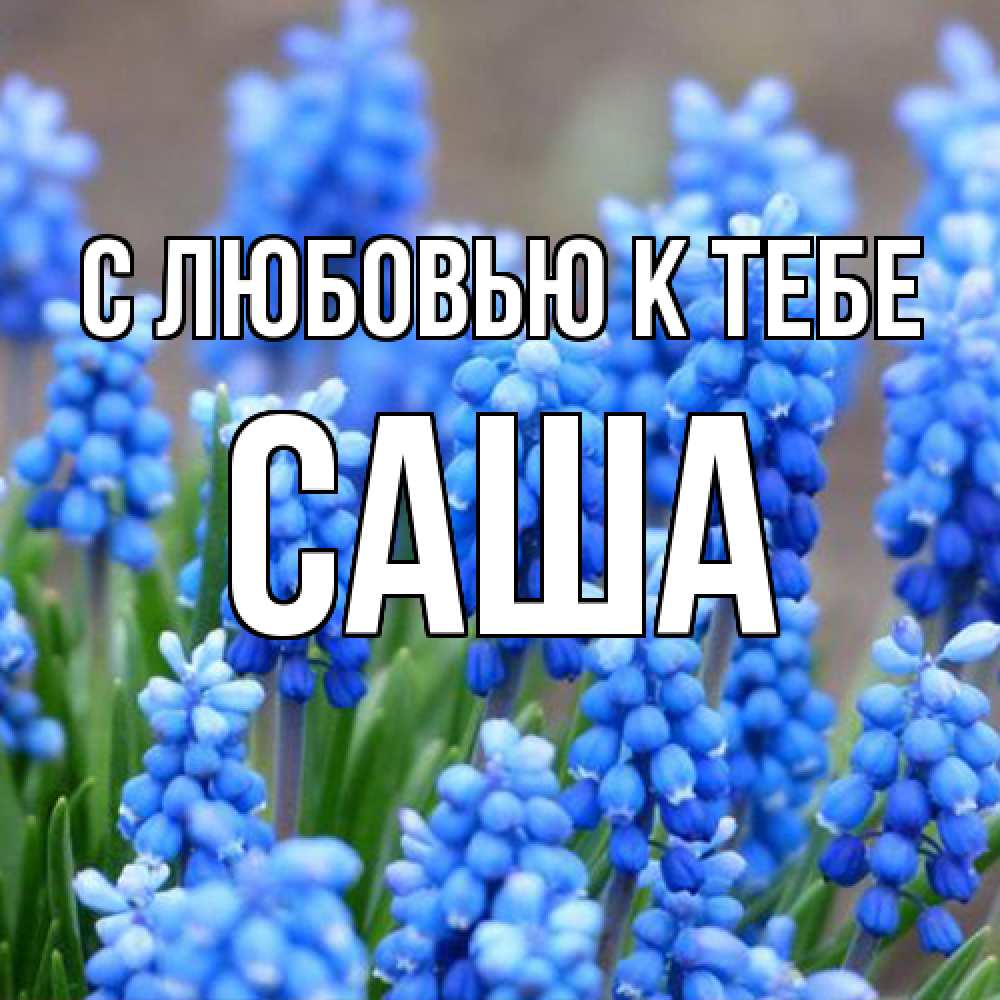 Открытка  с именем. Саша, С любовью к тебе  