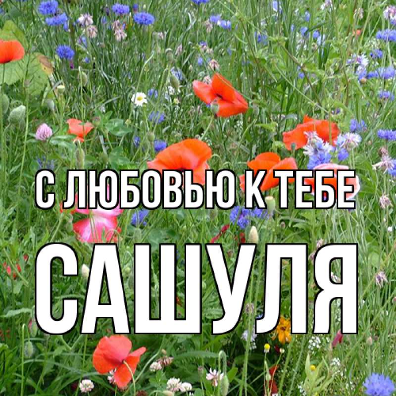 Картинка С любовью к тебе, Сашуля