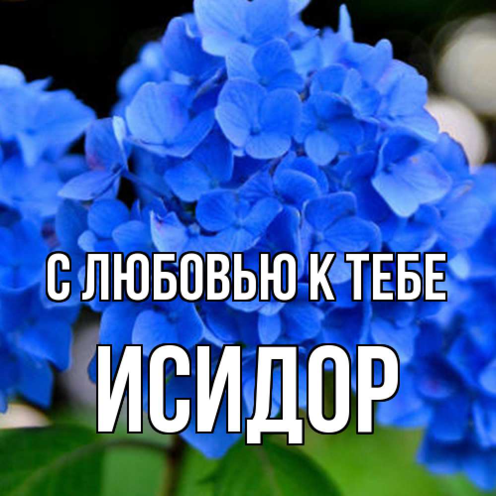 Открытка  с именем. Исидор, С любовью к тебе  