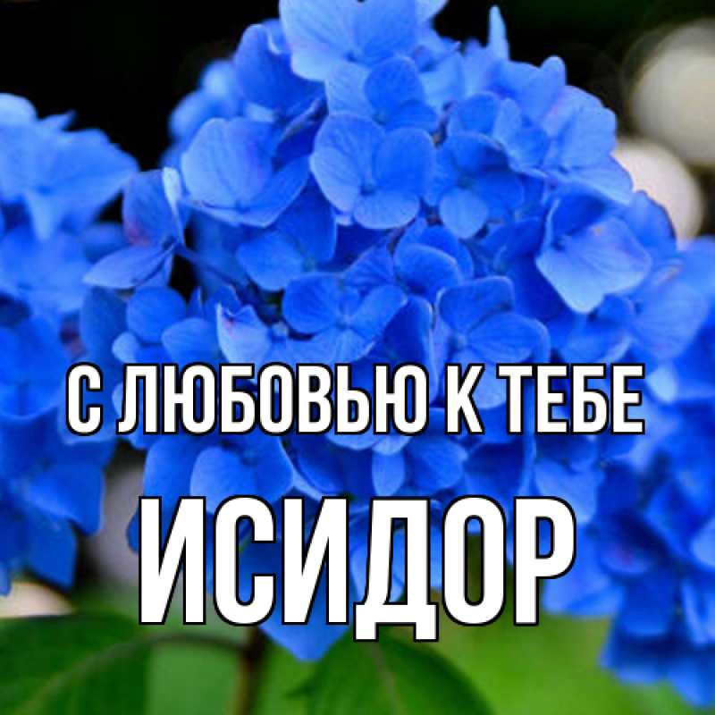 Картинка С любовью к тебе, Исидор