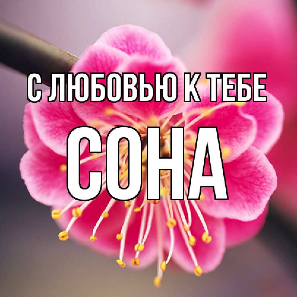 Открытка  с именем. СОНА, С любовью к тебе  