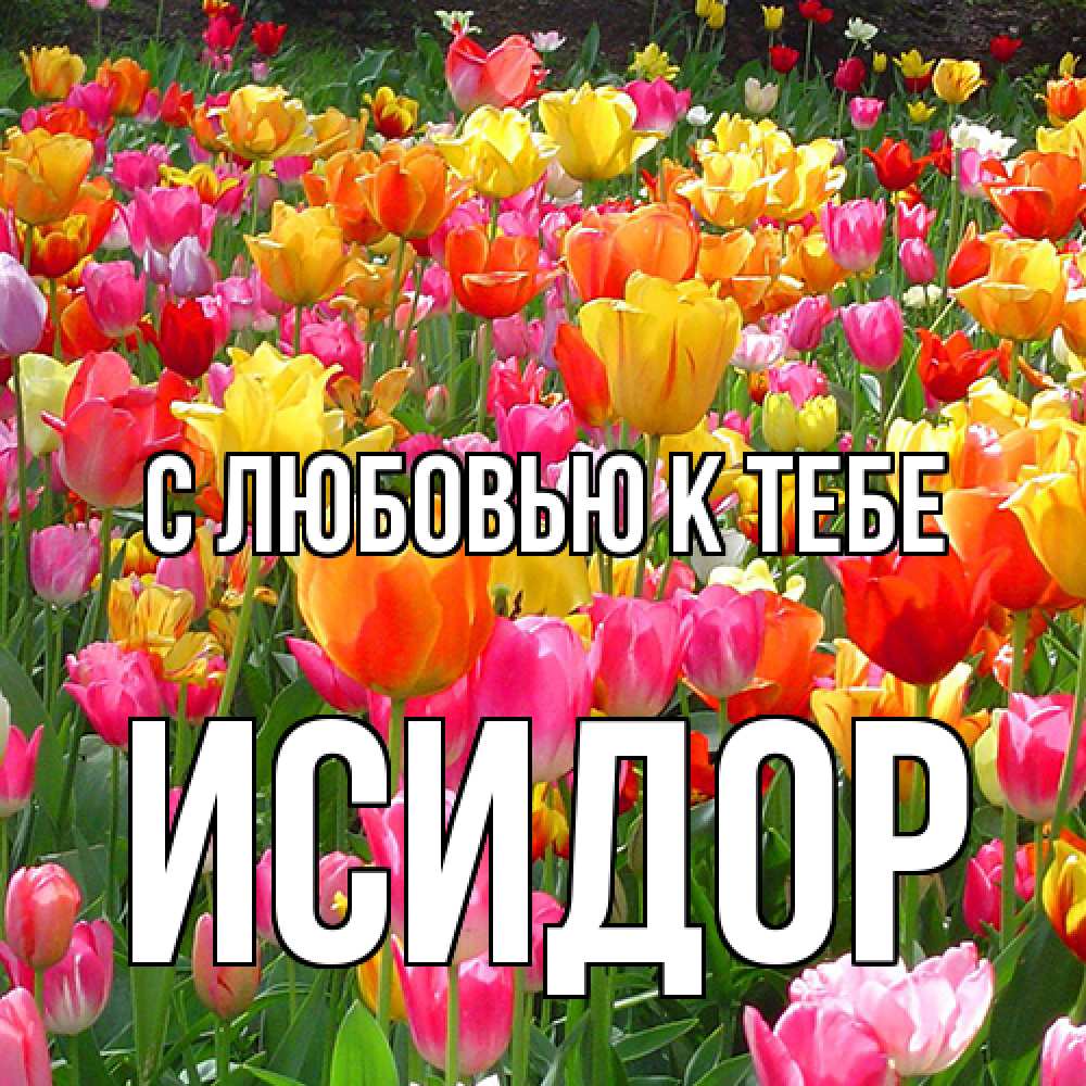 Открытка  с именем. Исидор, С любовью к тебе  