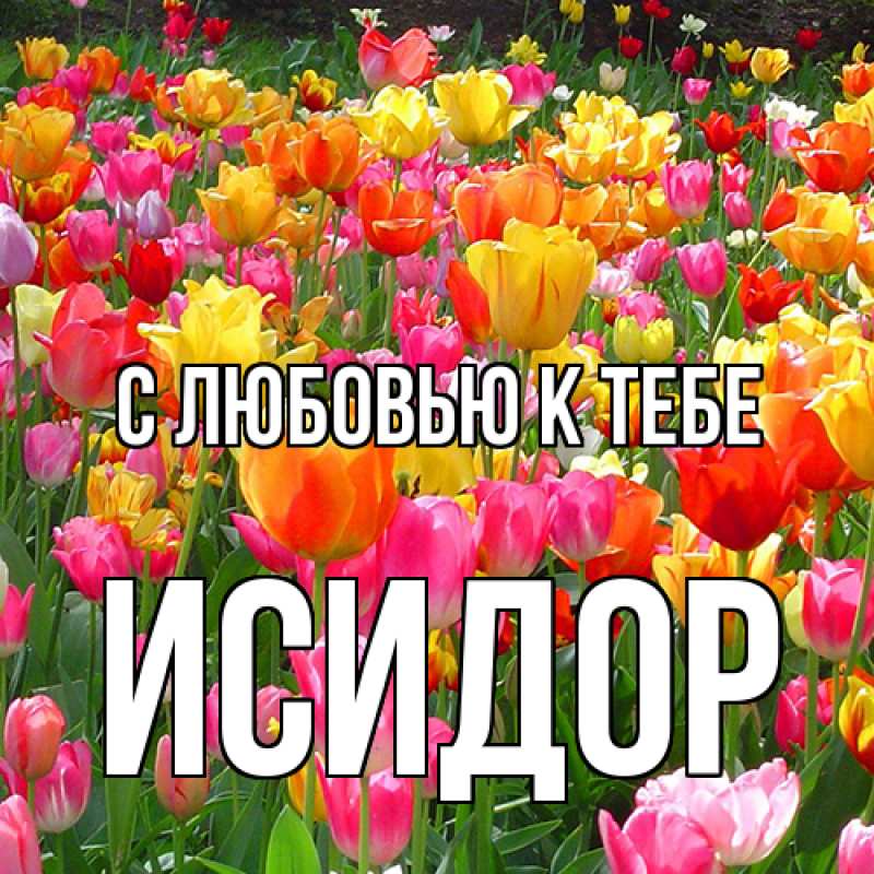 Картинка С любовью к тебе, Исидор