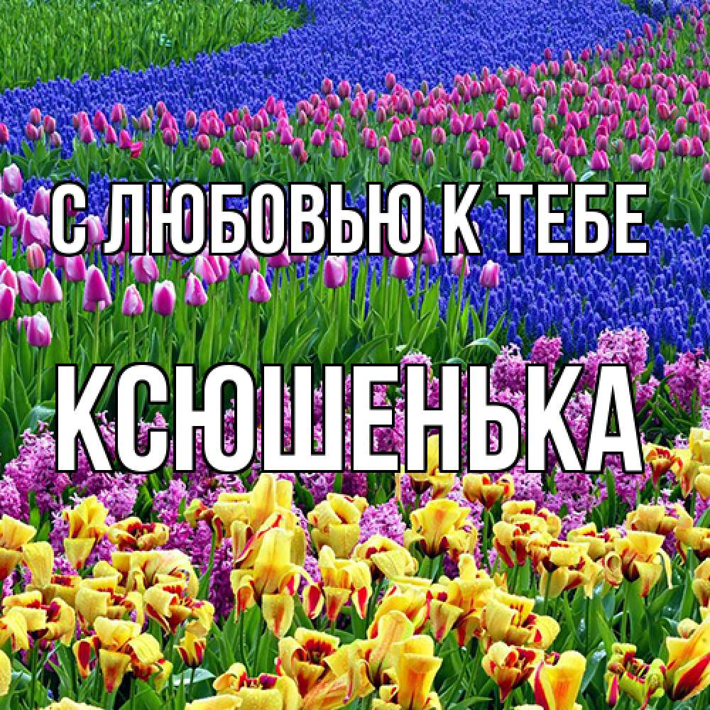 Открытка  с именем. Ксюшенька, С любовью к тебе  