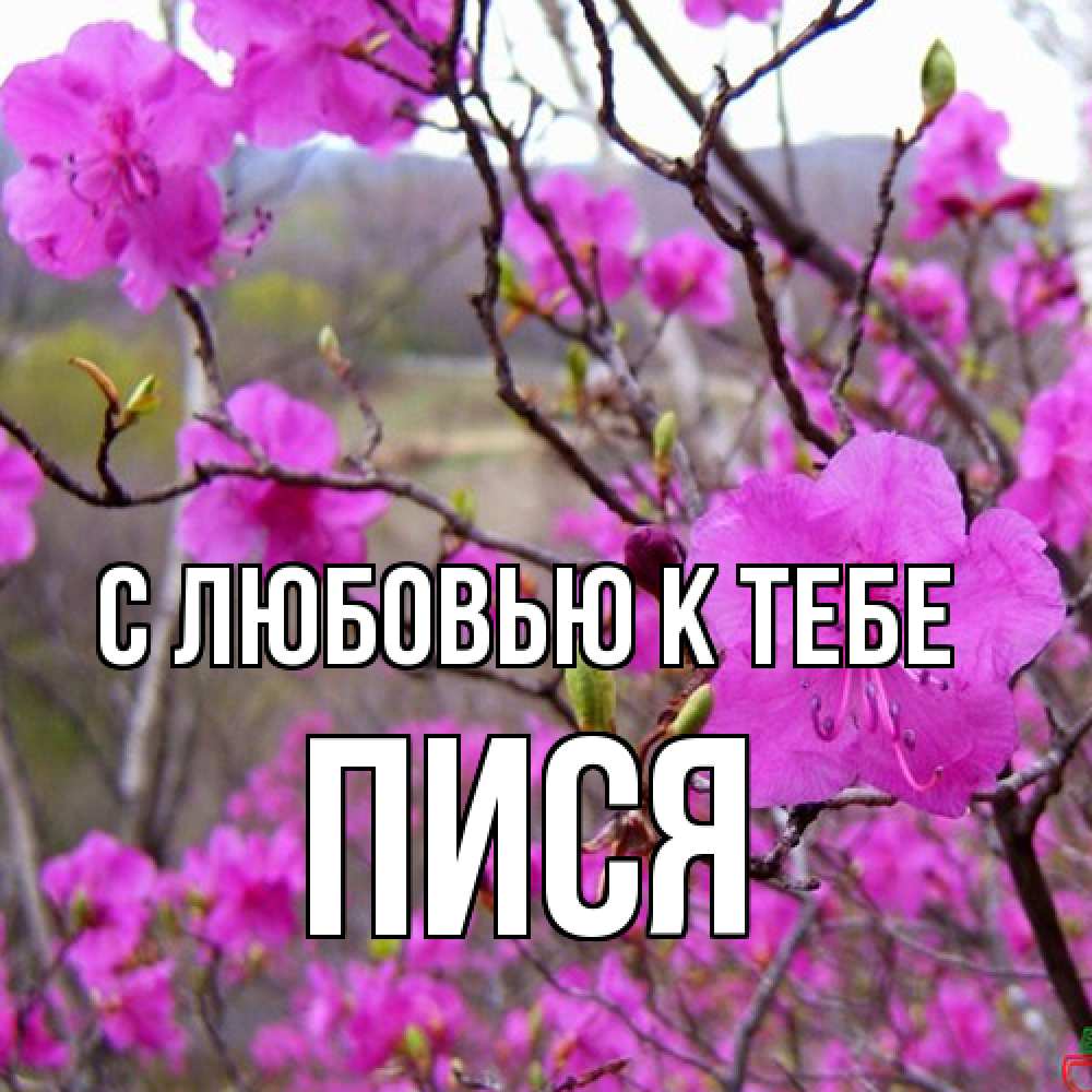 Открытка  с именем. пися, С любовью к тебе  