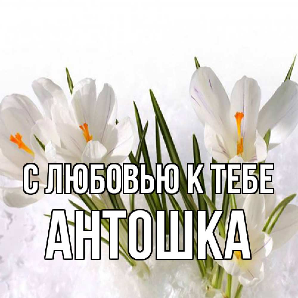 Открытка  с именем. Антошка, С любовью к тебе  