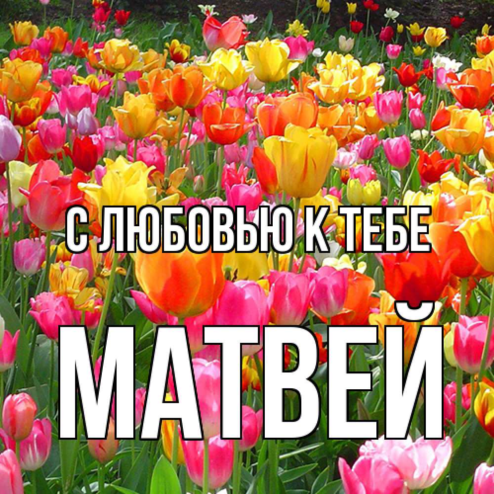 Открытка  с именем. Матвей, С любовью к тебе  