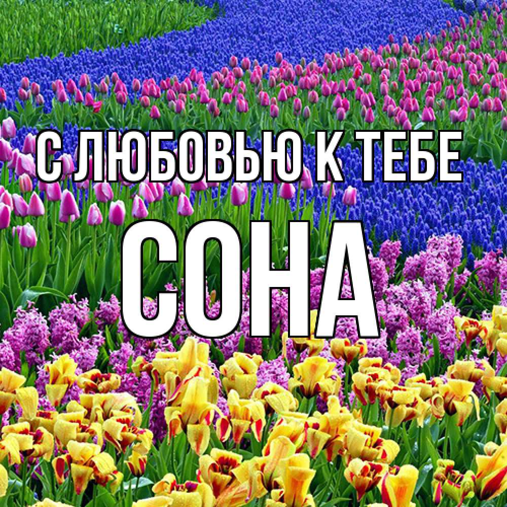 Открытка  с именем. СОНА, С любовью к тебе  